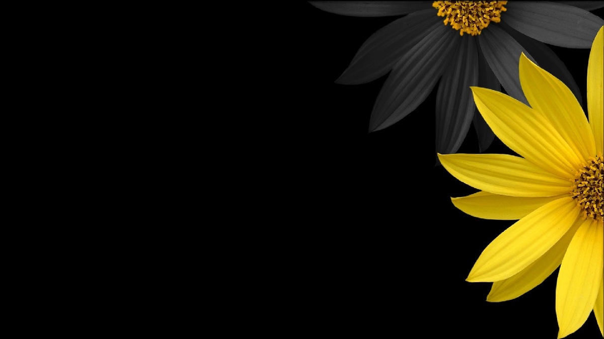 Black_and_yellow_flower1200